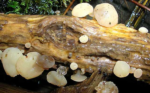 2005 :  Un anno di funghi